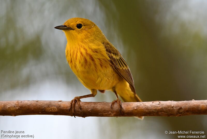 American Yellow Warbler