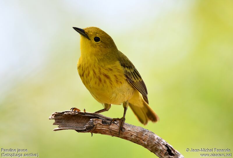 American Yellow Warbler