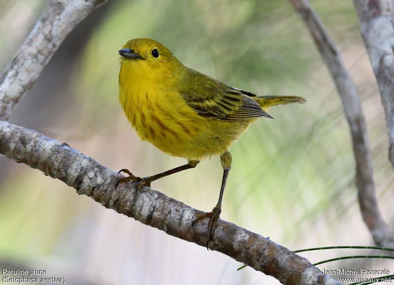 Paruline jaune