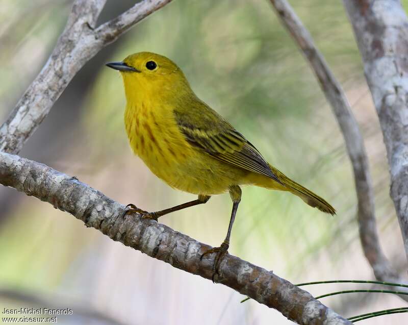 Paruline jaune