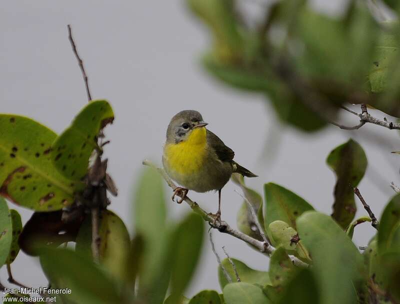 Common Yellowthroat male Second year, identification