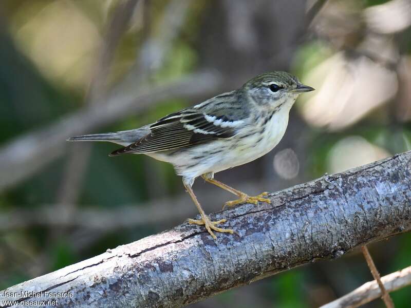 Blackpoll Warbler female adult breeding, identification