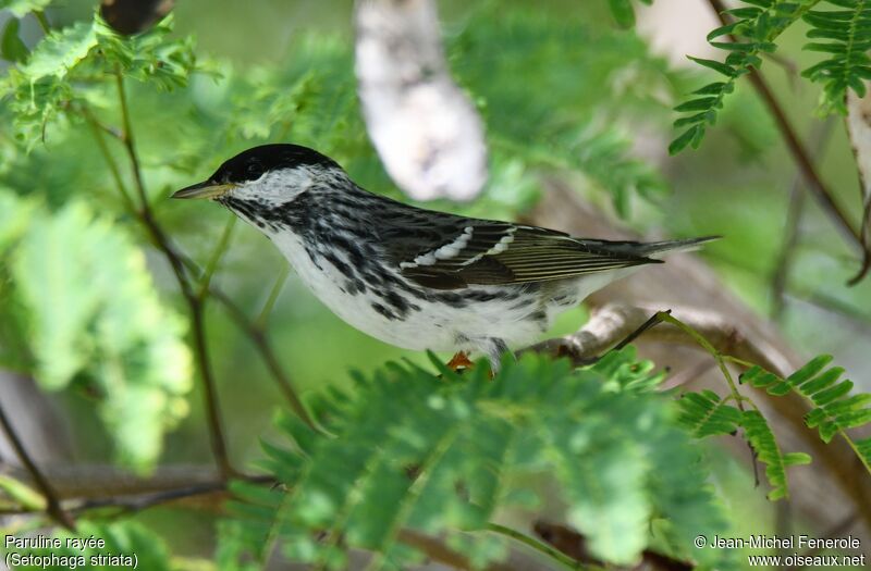 Paruline rayée