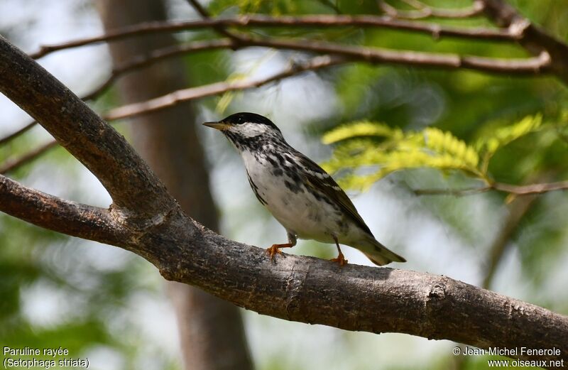 Paruline rayée