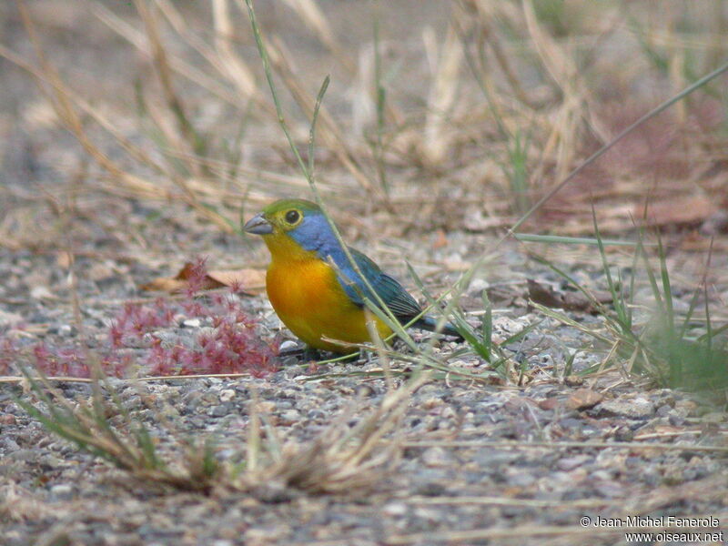 Orange-breasted Bunting