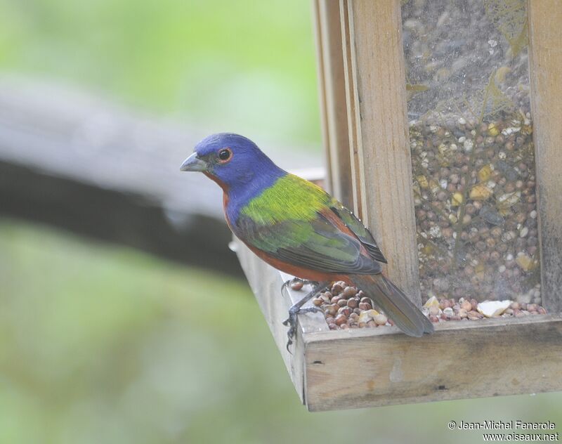 Passerin nonpareil