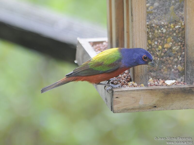 Painted Bunting