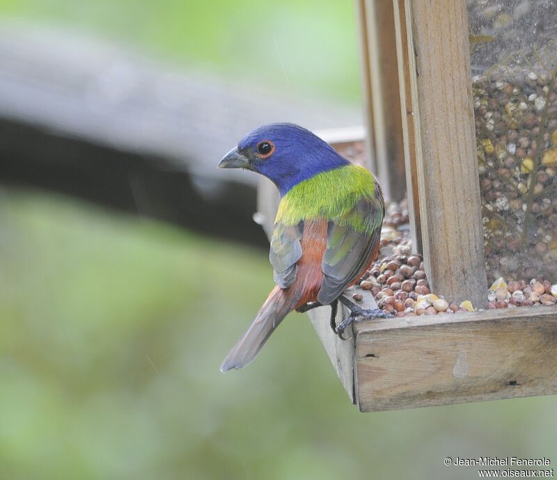 Passerin nonpareil