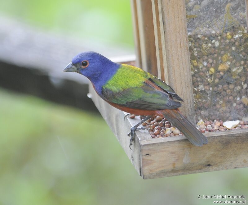 Passerin nonpareil