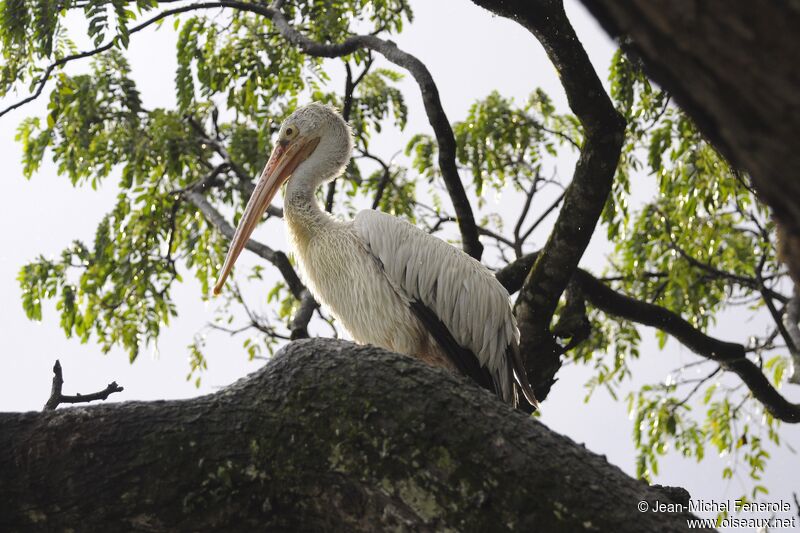 Spot-billed Pelican