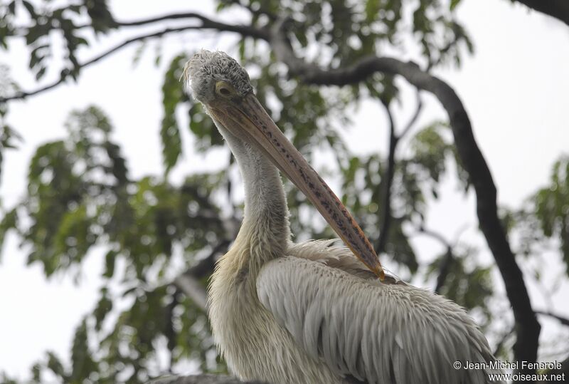 Spot-billed Pelican