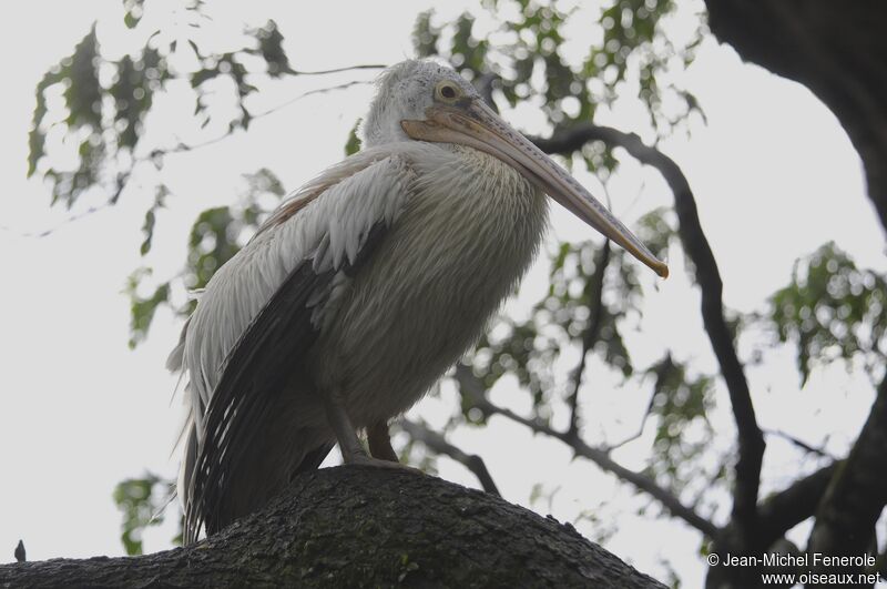 Spot-billed Pelican