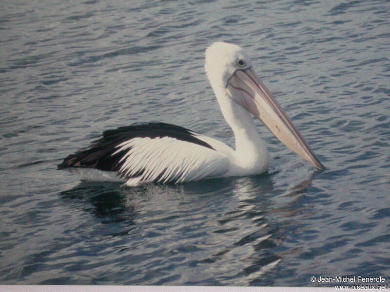 Australian Pelican