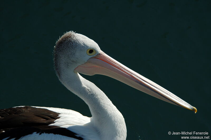 Australian Pelican