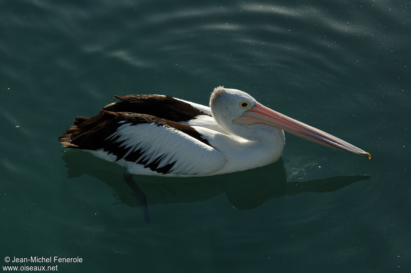 Australian Pelican