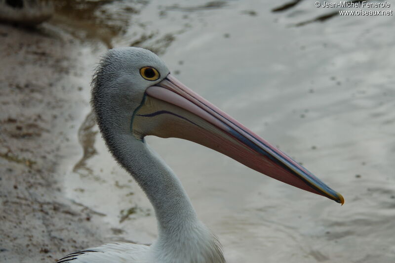 Australian Pelican