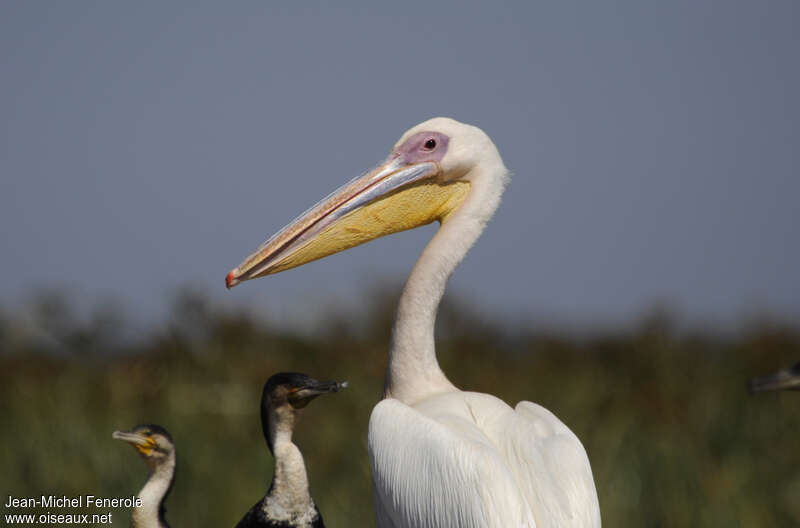 Great White Pelicanadult, close-up portrait