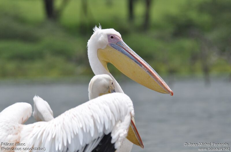 Great White Pelican