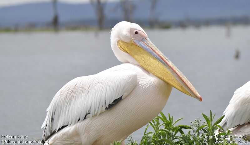 Great White Pelican