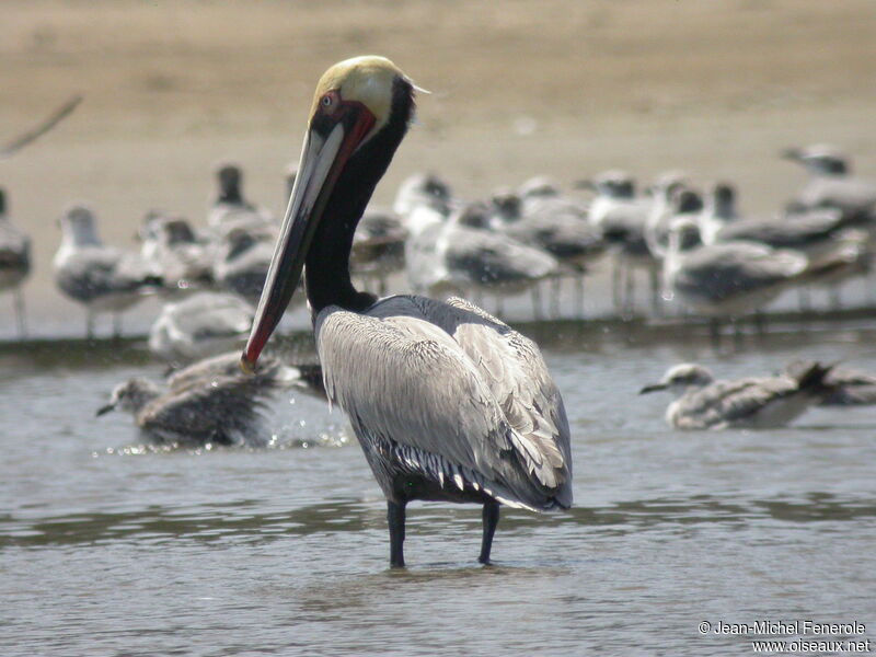 Brown Pelican