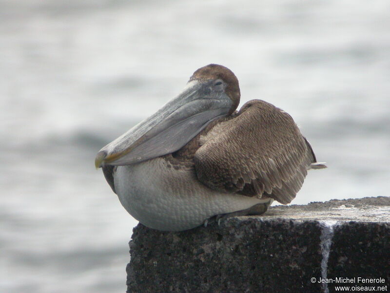 Brown PelicanFirst year