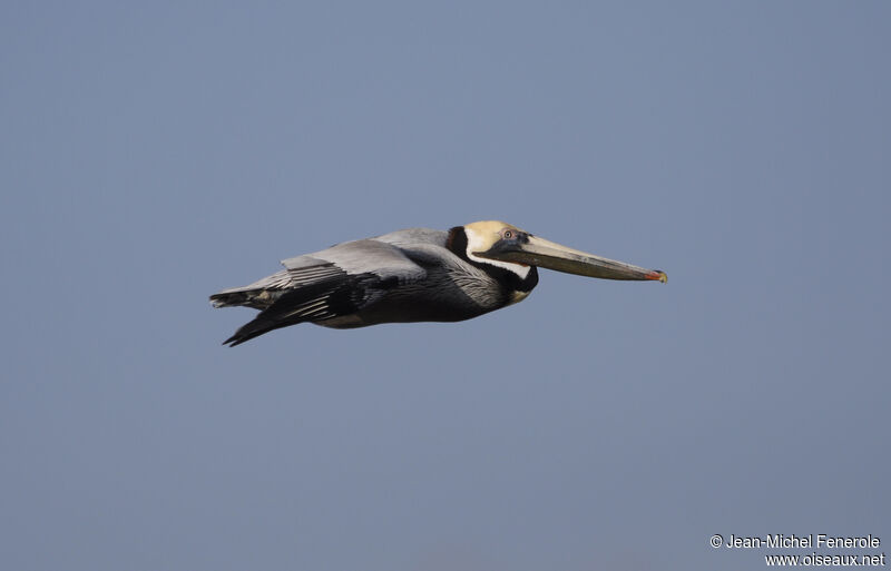 Brown Pelican