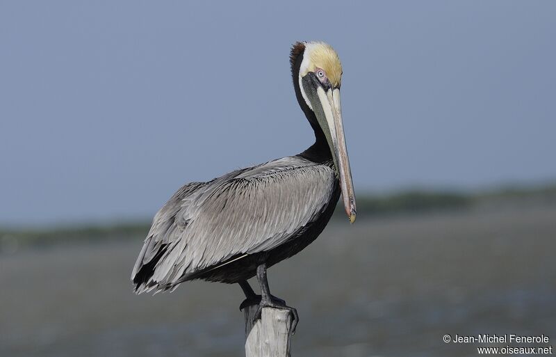 Brown Pelican