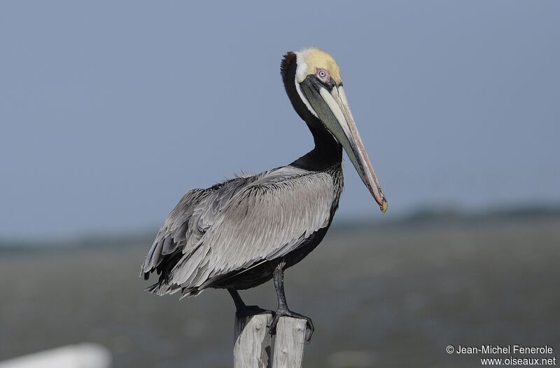 Brown Pelican