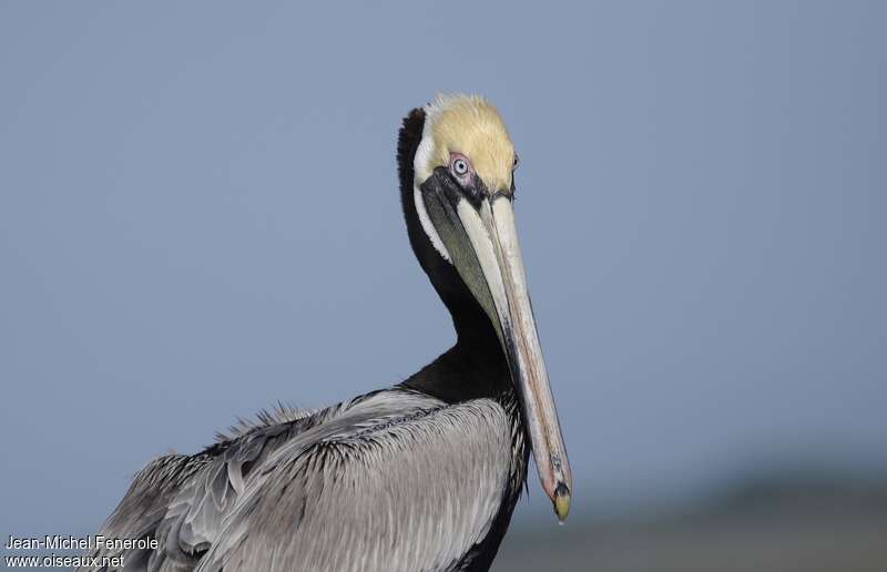 Brown Pelicanadult, close-up portrait