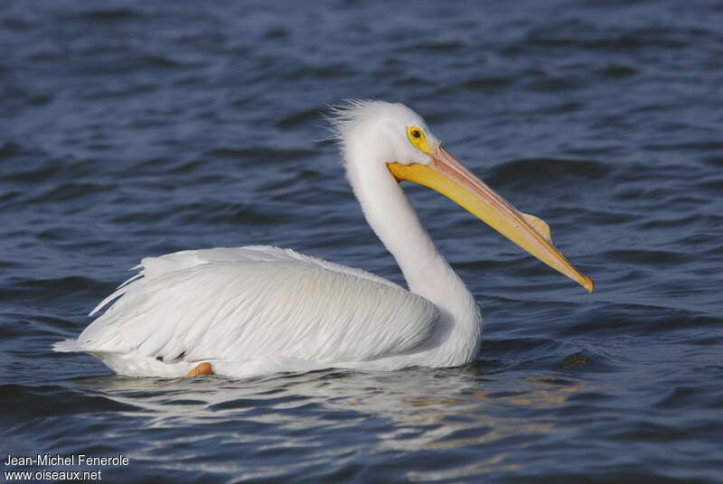 American White Pelicanadult, identification