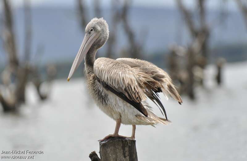 Pink-backed Pelicanadult post breeding, identification