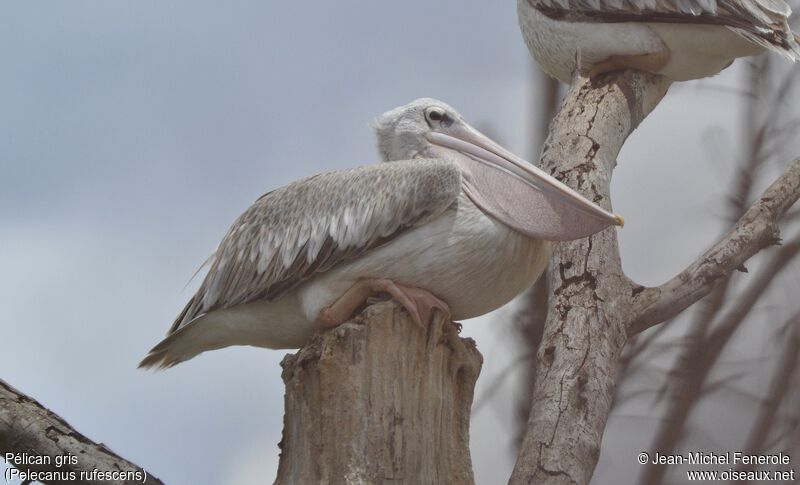 Pink-backed Pelican