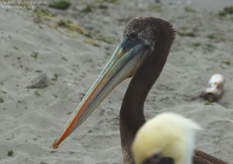 Pélican thageimmature