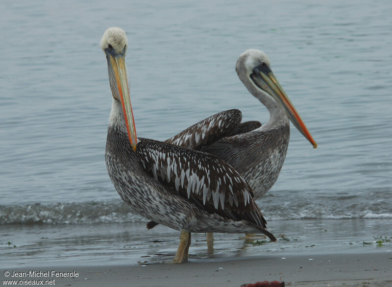 Peruvian Pelicanadult