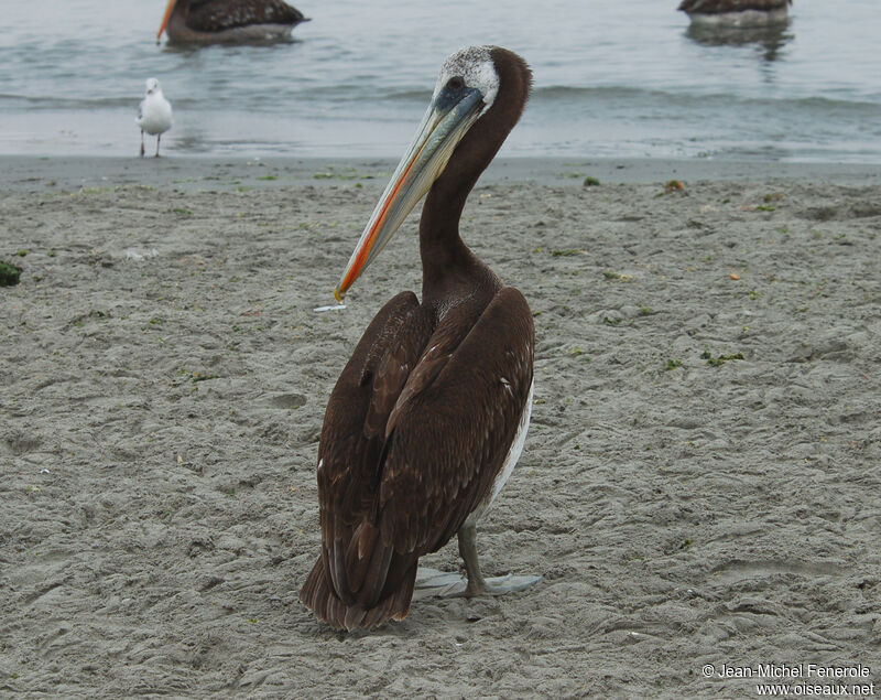 Pélican thageimmature