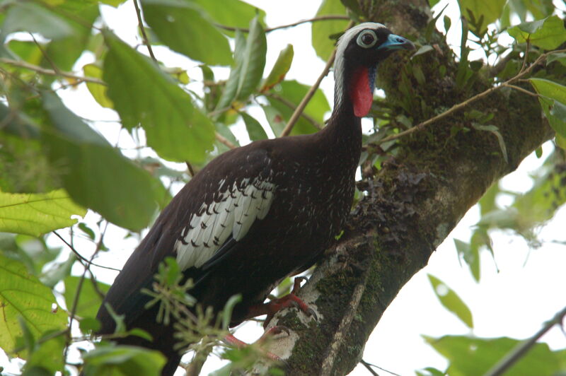 Black-fronted Piping Guan