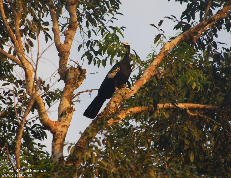 White-throated Piping Guanadult