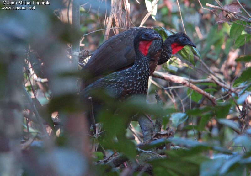 Spix's Guan