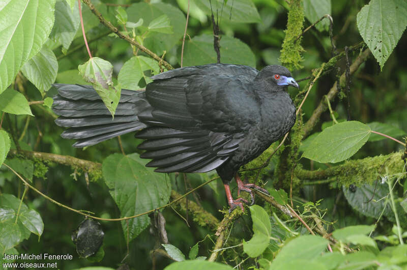 Pénélope unicolore, identification