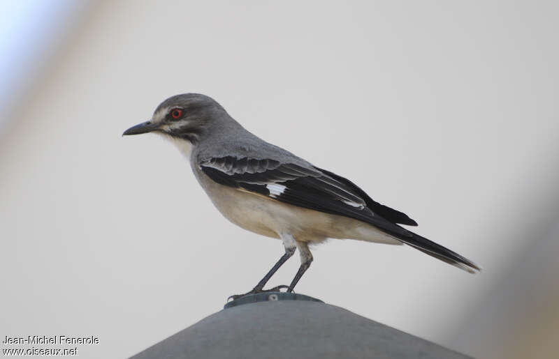 Grey Monjitaadult, identification