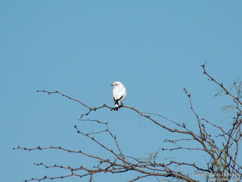 White Monjita male adult breeding