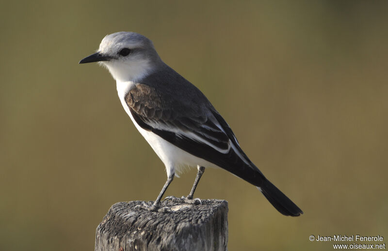 White-rumped Monjita