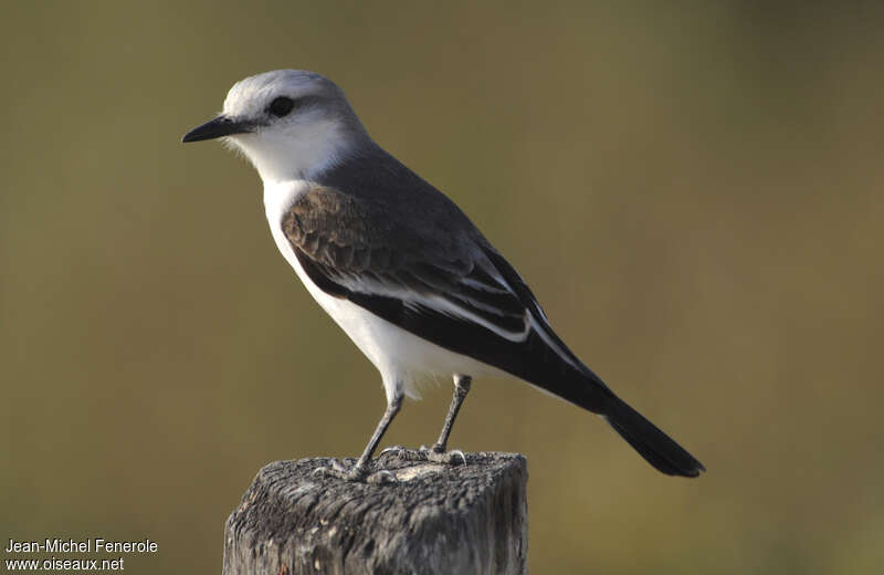 White-rumped Monjitaadult, identification