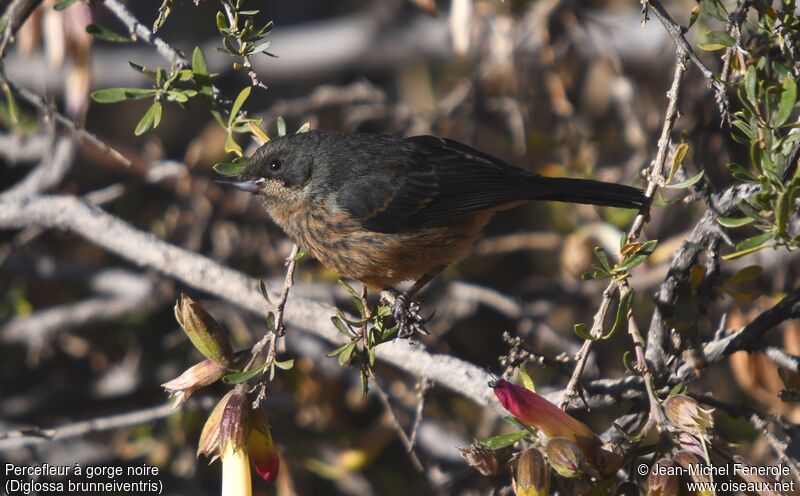 Black-throated Flowerpiercerimmature