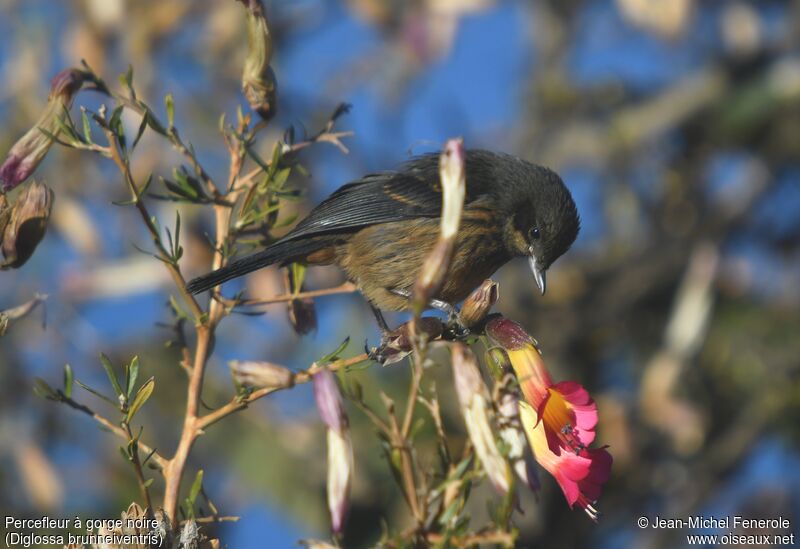 Black-throated Flowerpiercer