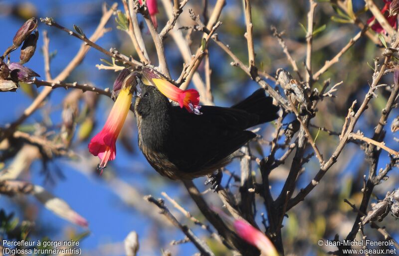 Black-throated Flowerpiercerimmature, eats