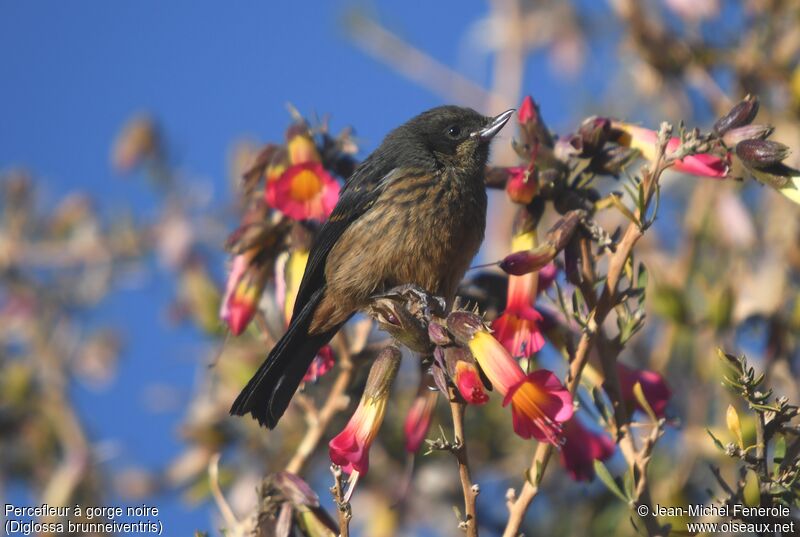 Black-throated Flowerpiercerimmature