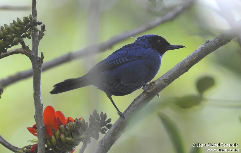 Masked Flowerpiercer