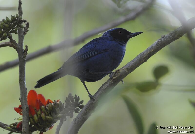 Masked Flowerpiercer