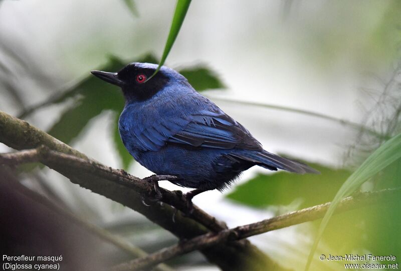 Masked Flowerpiercer